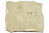 Detailed Fossil Beetles (Coleoptera) - Green River Formation, Utah #360226-1